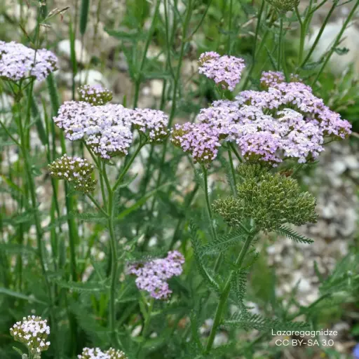 [B7008] Almindelig røllike - Achillea m. Apfelblüte - P9 - BIO