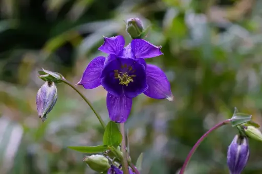 [B7013] Aquilegia Alpina P9 - BIO