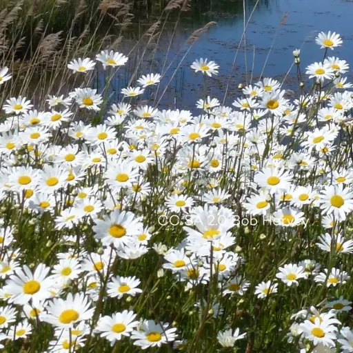 [B7014] Leucanthemum Vulgare P9 - BIO