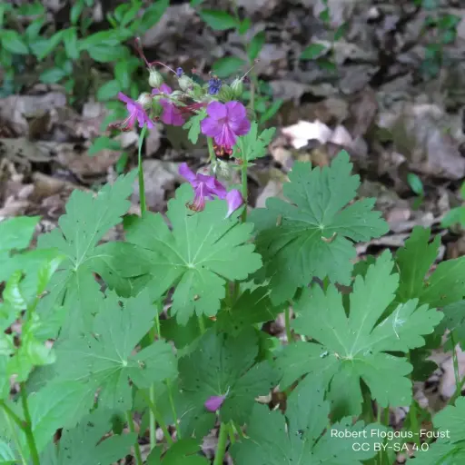 [B7015] Geranium Macrorrhizum - Storrodet Storkenæb - P9 - BIO