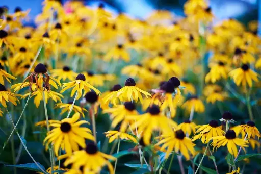 [B7016] Rudbeckia Goldsturm - P9 - BIO
