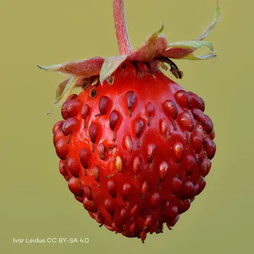 [B7018] Fragaria Vesca - Compact  - BIO