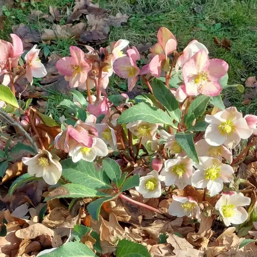 [B7019] Helleborus Orientalis - P9 - BIO