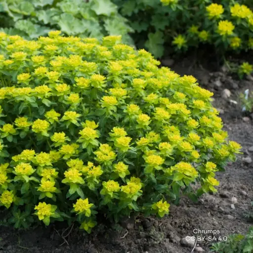 [B7021] Euphorbia Polychroma - P9 - BIO