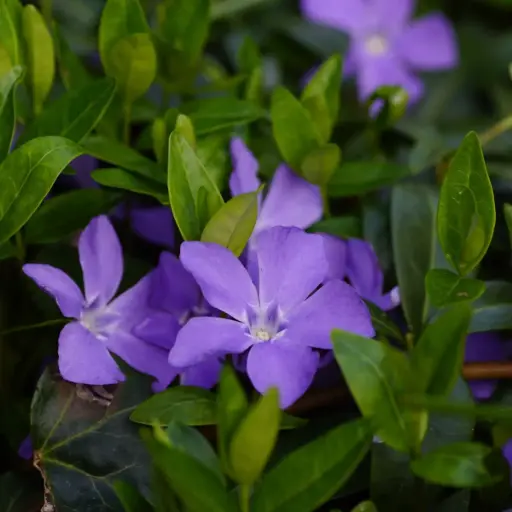 [B7024] Vinca Minor - P9 - BIO