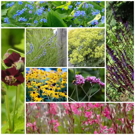 [B8906] Summen i blomsterbedet – BIO