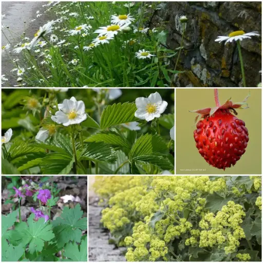 [B7902-BP] Borderpakke til halvskygge 1 m² - BIO