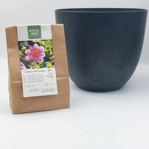 [BC99001-Moeder] Dahlia ‘Hartenaas’ til mor – med Artstone-krukke - BIO