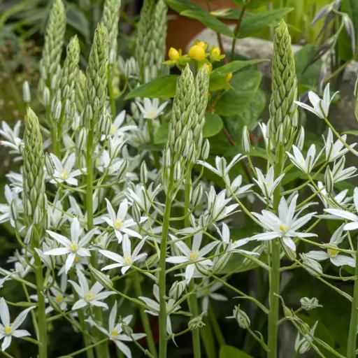 [A9079] Fuglemælk - Ornithogalum ponticum Sochi - BIO