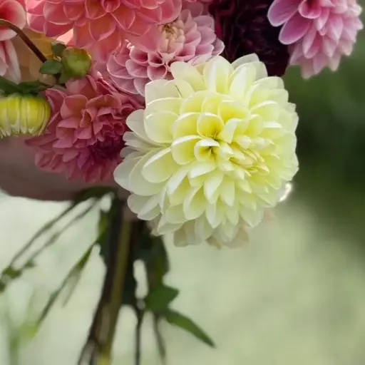 [B1070] Dahlia Peebles - BIO