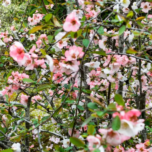 [F1025] Kinakvæde - Chaenomeles cathayensis - Rummelig - BIO