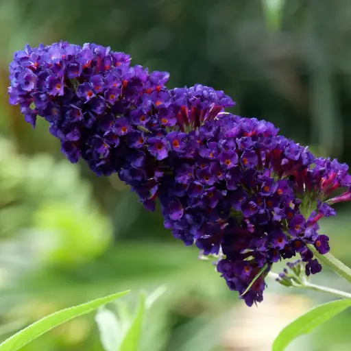 [X8098] Sommerfuglebusk - Buddleja Black Knight - Rummelig - BIO