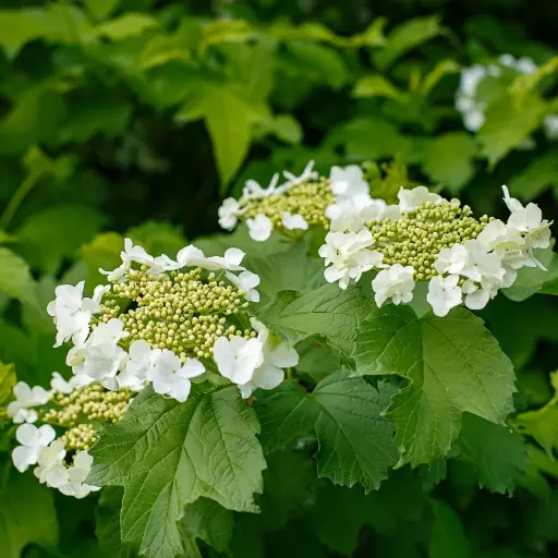 [X8101] Kvalkved - Viburnum Opulus - P15 - BIO