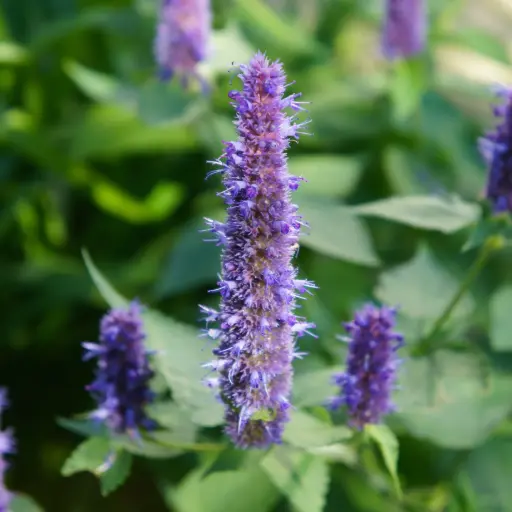 [X7028] Anisisop - Agastache Black Adder - Compact - BIO