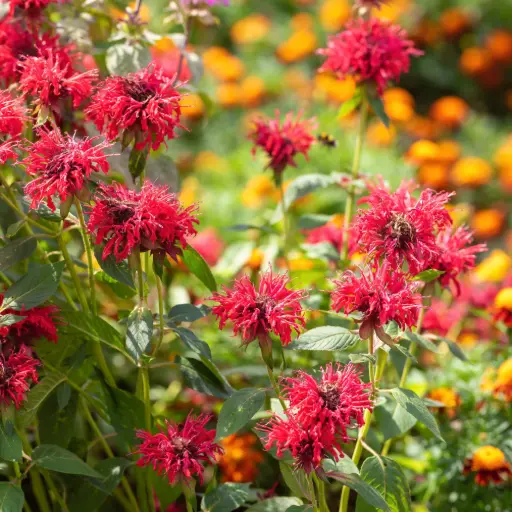 [X7039] Hestemynte - Monarda Mahogany - Compact - BIO
