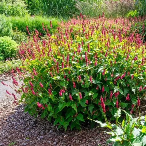 [X7041] Kertepileurt - Persicaria amplexicaulis - Compact  - BIO