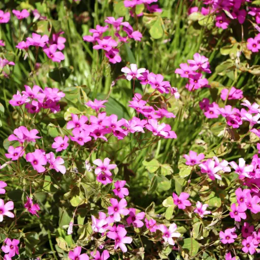 [B7042] Lyngfloks - Phlox sub. Scarlet Flame - Compact - BIO