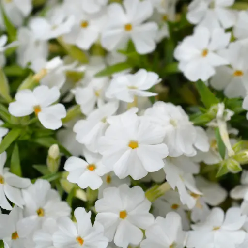 [B7043] Lyngfloks - Phlox sub. White Delight - Compact  - BIO