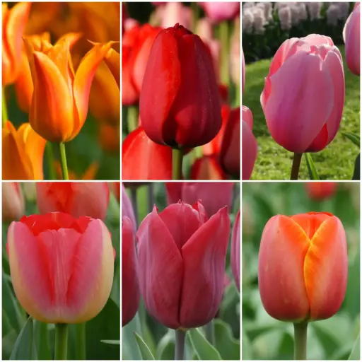 [AC99004-V2] Samling Høje Tulpen V2 - BIO