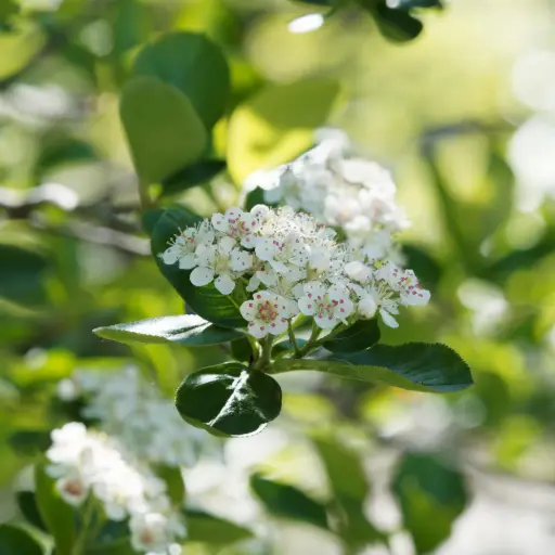 [F1036] Aronia prunifolia Viking - Blommebladet surbær - Frodig - BIO