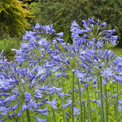 [X8001] Afrikansk Lilje - Agapanthus Charlotte - BIO