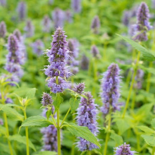 [X8003] Anisisop - Agastache Blue Fortune - BIO