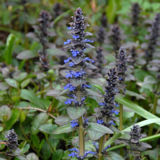 [X8004] Ajuga Reptans - BIO