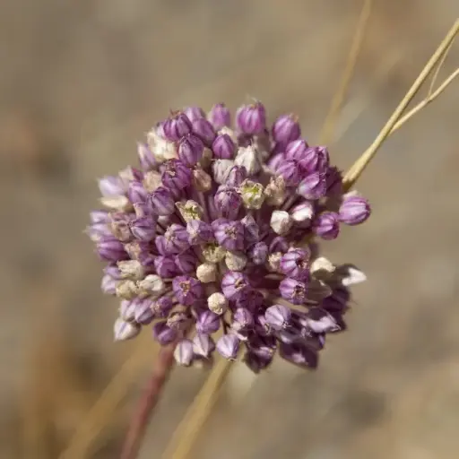 [A9062] Allium Ping Pong - BIO