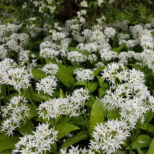 [X8046] Ramsløg - Allium Ursinum - BIO