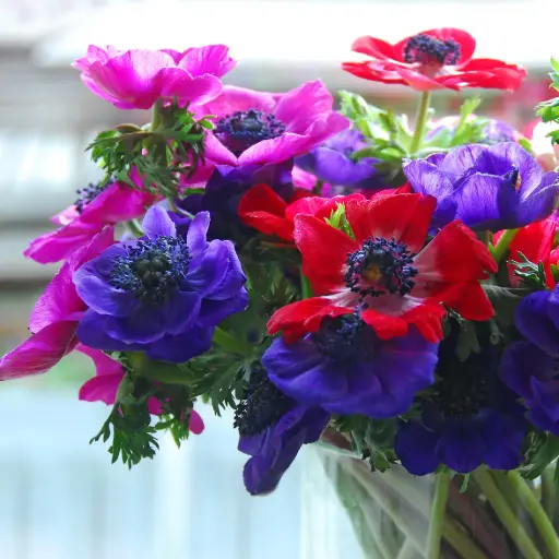 [B9036] Anemone de Caen - BIO