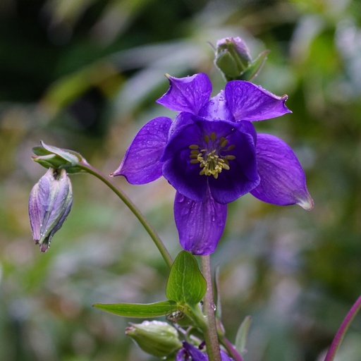 [X8007] Aquilegia Vulgaris - BIO
