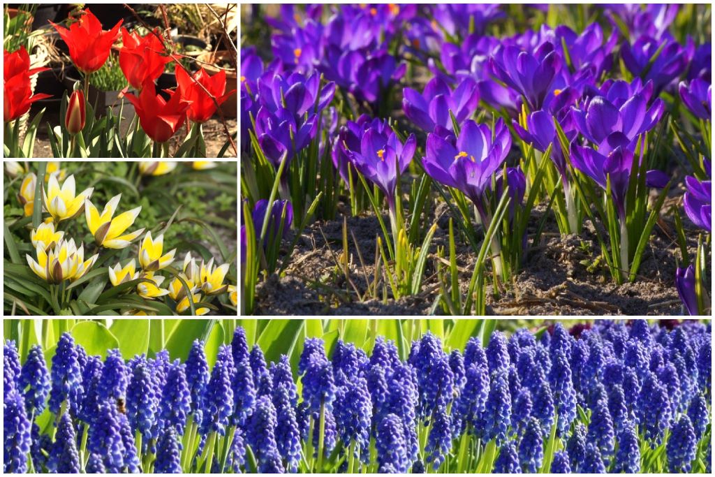 [AM99003] Bipose (40 stk.) - BIO