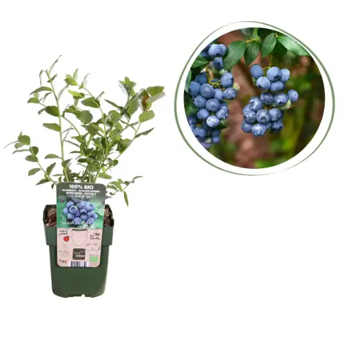 [F1007] Blueberry Bush - ORG