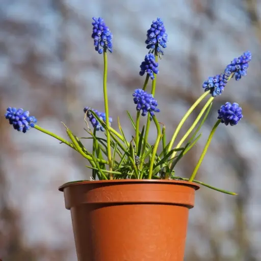 [P1001] Potted Blue Grape Hyacinths - BIO