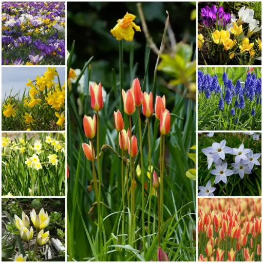 [AC99027] Collection Happy Bee Spring Garden L - BIO