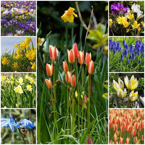 [AC99027] Collection Happy Bee Spring Garden XL - BIO