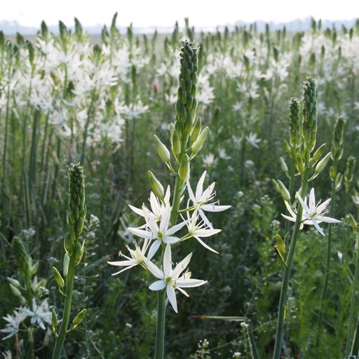 [A9030] Hvid Prærielilje - Camassia Leichtlinii Sacajawea - BIO