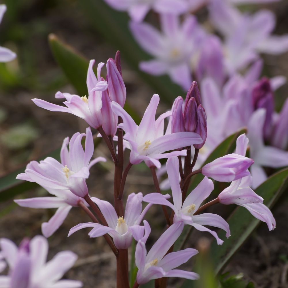 [A9020] Snepryd - Chionodoxa Pink Giant - BIO