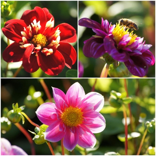 [B1092] Dahlia Bee Mix Roze-Rood 4 ST - BIO