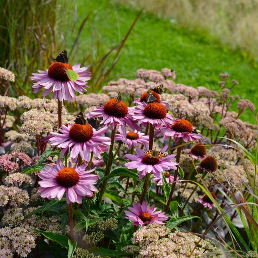 [X8011] Echinacea Purpurea Magnus - BIO