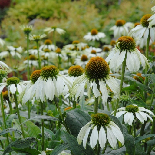 [X8010] Echinacea Purpurea Alba - BIO