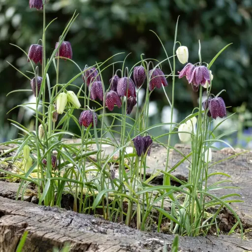 [A9026] Vibeæg - Fritillaria Meleagris - BIO