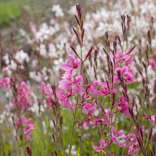 [B8050] Pragtkærte - Gaura Gambit Rose - BIO