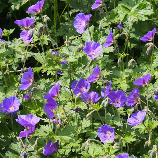 [B8013] Geranium Johnsons Blue - Storkenæb - BIO