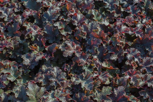 [X8017] Heuchera Chocolate Ruffles - BIO