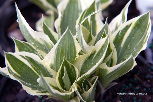 [X8052] Hosta Patriot - BIO