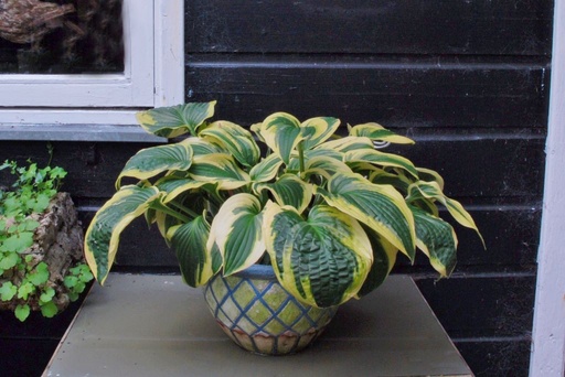 [X8018] Hosta Wide Brim - BIO