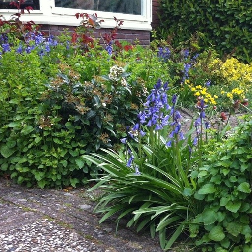 [A9002] Spansk Klokkeskilla - Hyacinthoïdes Hisp. Blå - BIO