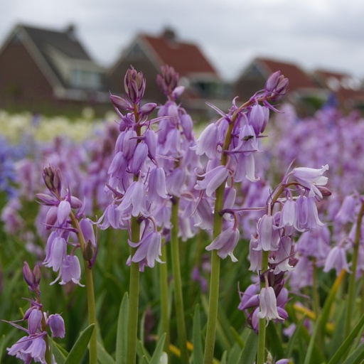 [A9004] Spansk Klokkeskilla - Hyacinthoïdes Hisp. Lyserød - BIO