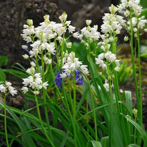 [A9003] Spansk Klokkeskilla - Hyacinthoïdes Hisp. Hvid - BIO